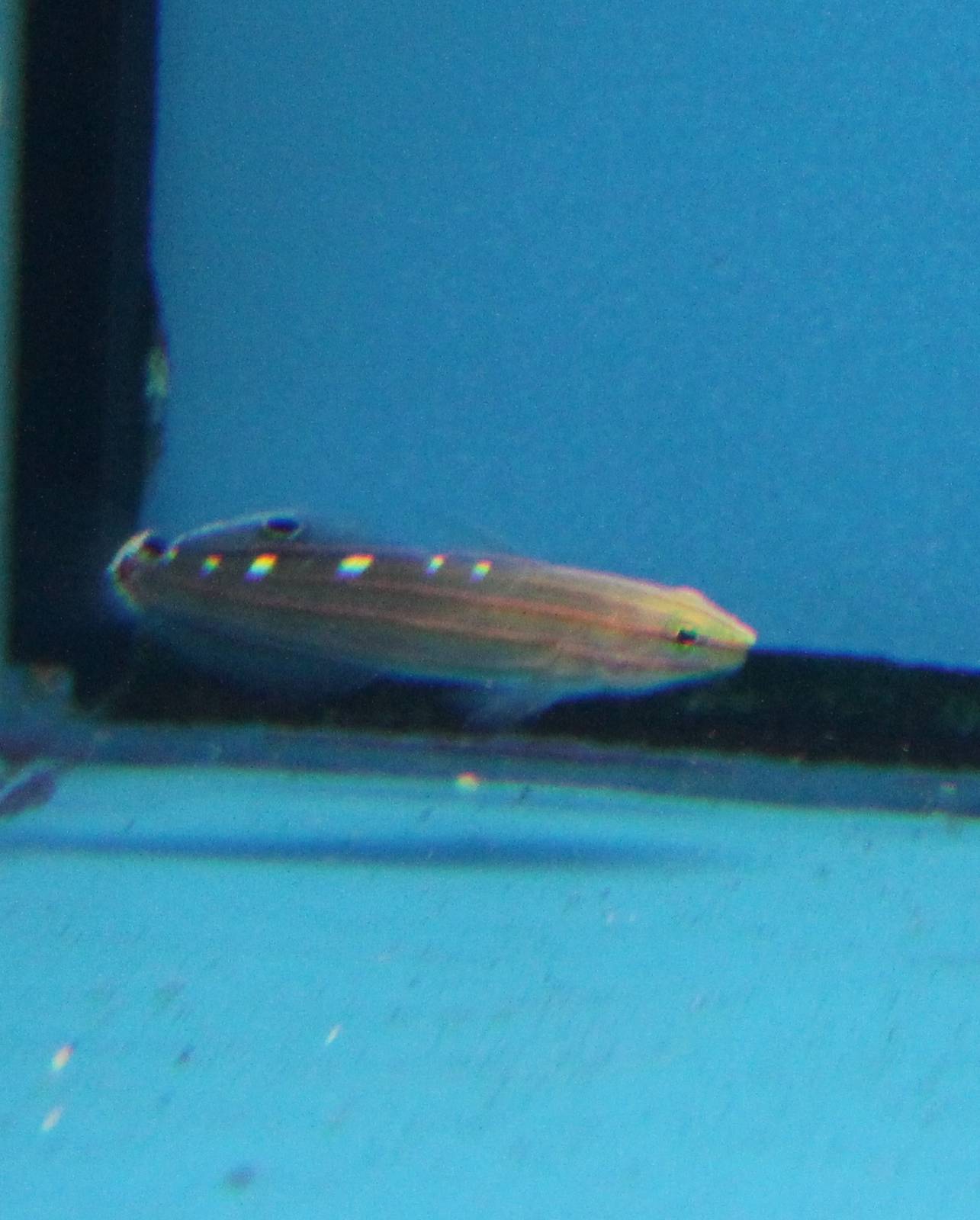 Hector's goby