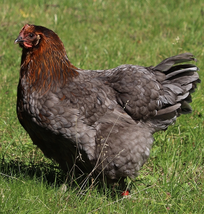 Hedemora chicken, hen