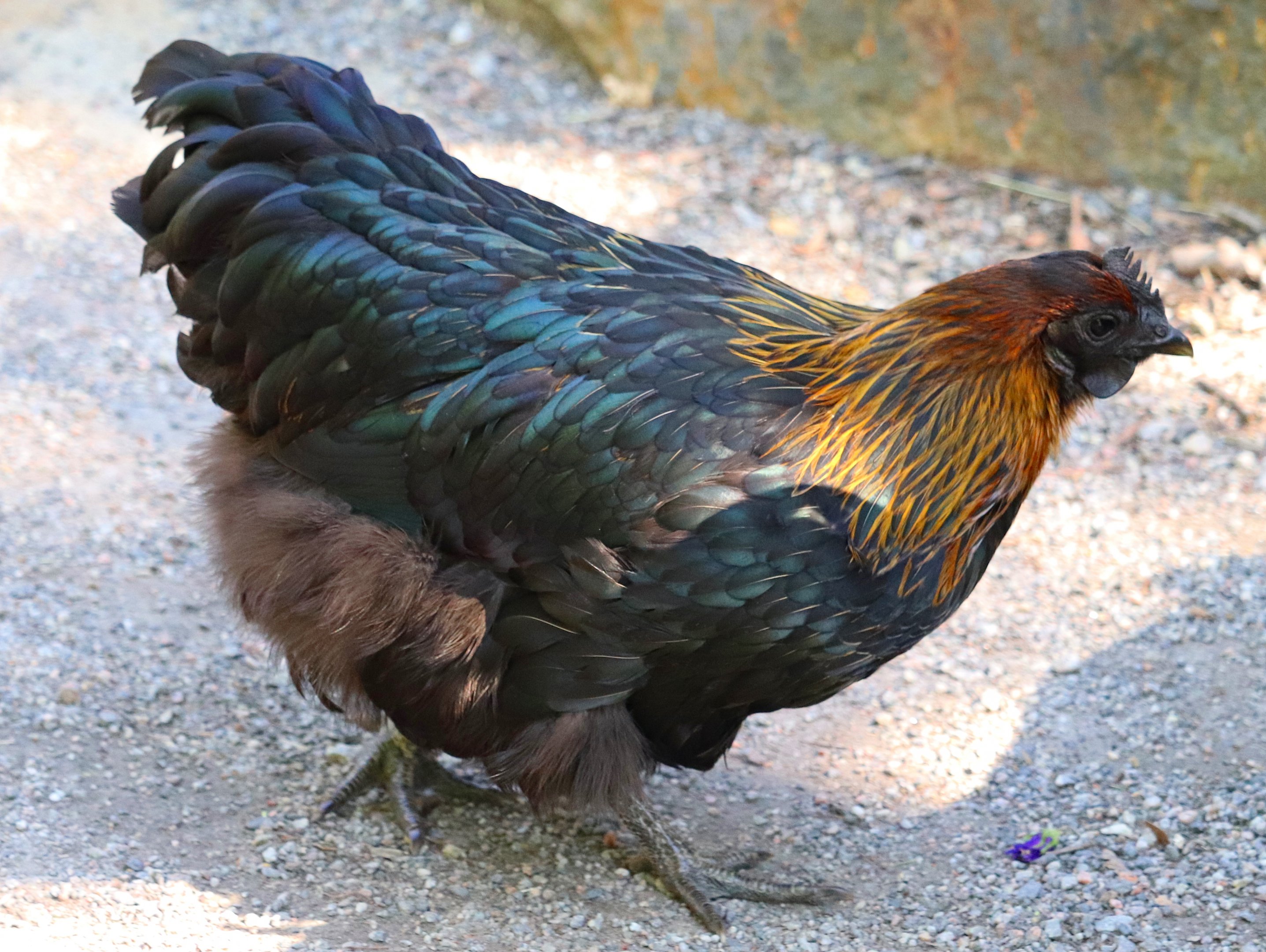 Hedemora chicken, hen