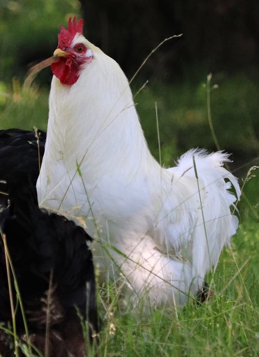 Hedemora chicken, rooster