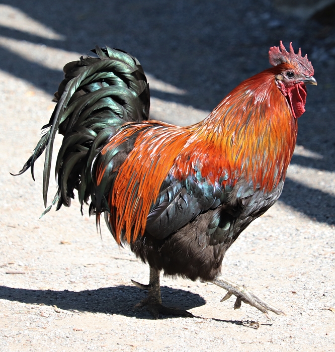 Hedemora chicken, rooster