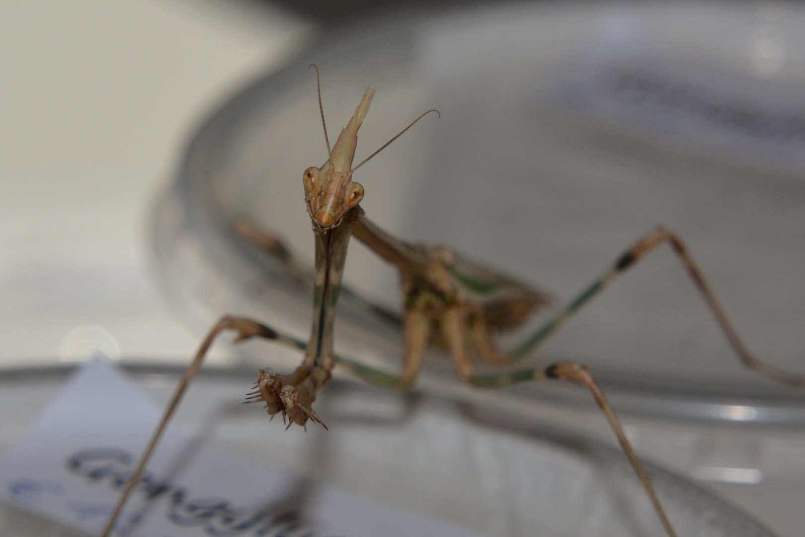 Hedenborg's conehead mantis (Empusa hedenborgii)