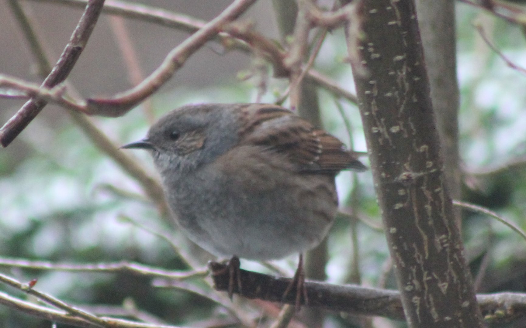 Hedge accentor