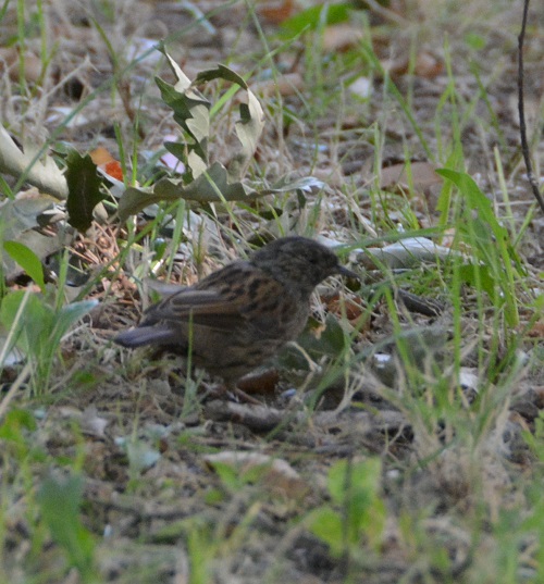 Hedge sparrow / accentor   (introduced)