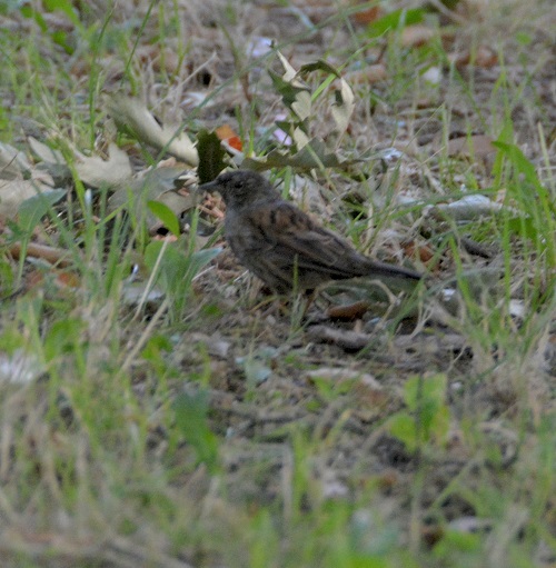Hedge sparrow