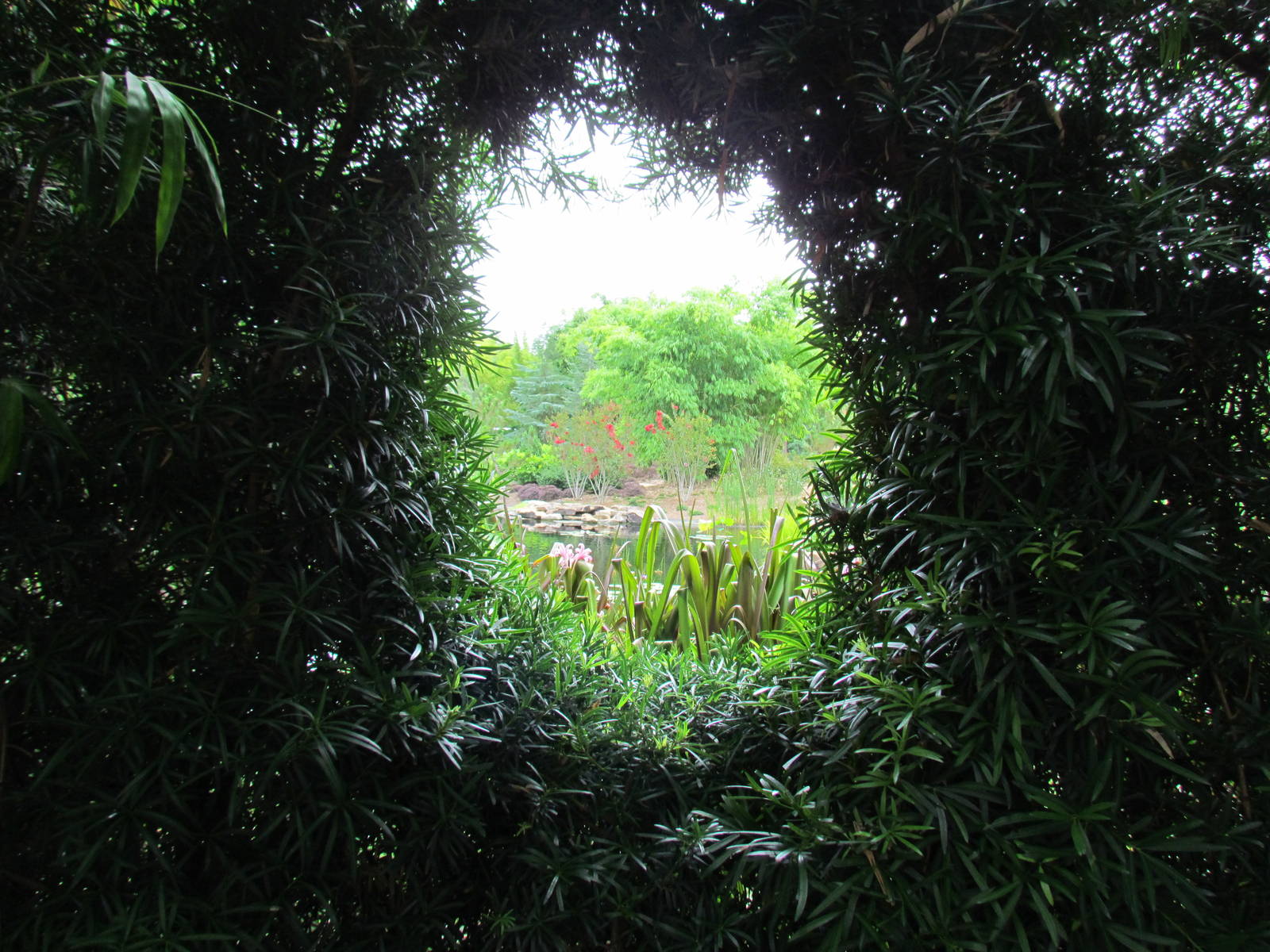 Hedge Window