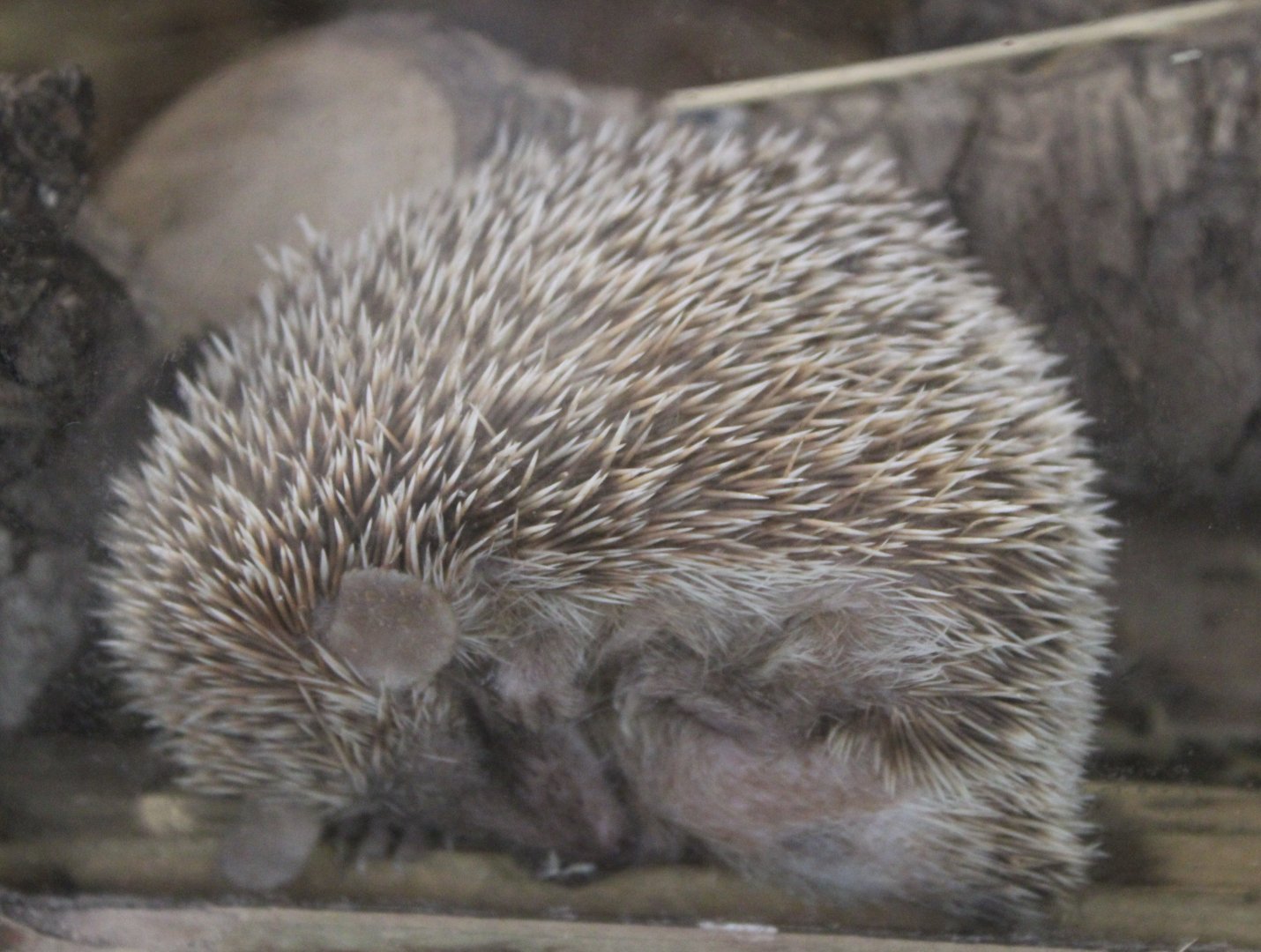 Hedgehog ( African pygmy ? )