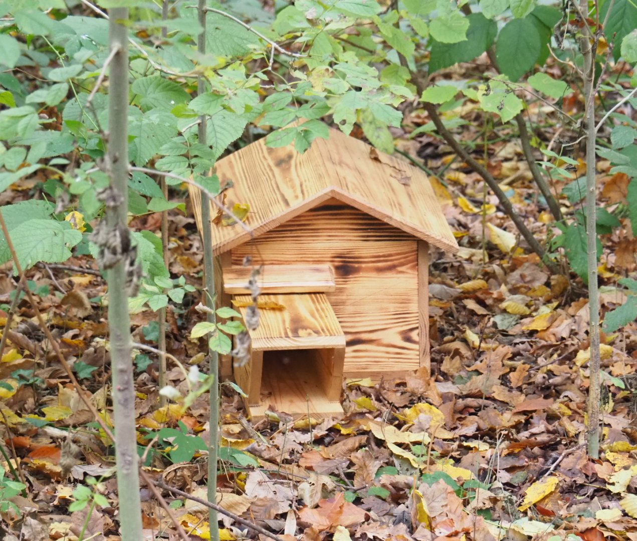 Hedgehog box in the wildlife area, 2021-11-06