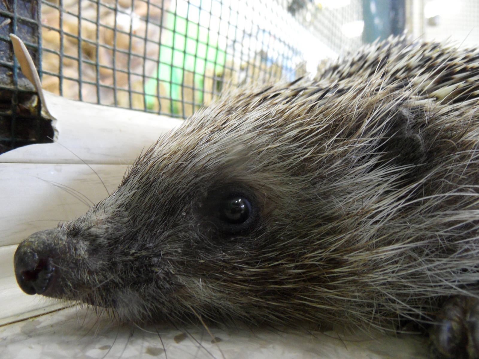 Hedgehog closeup
