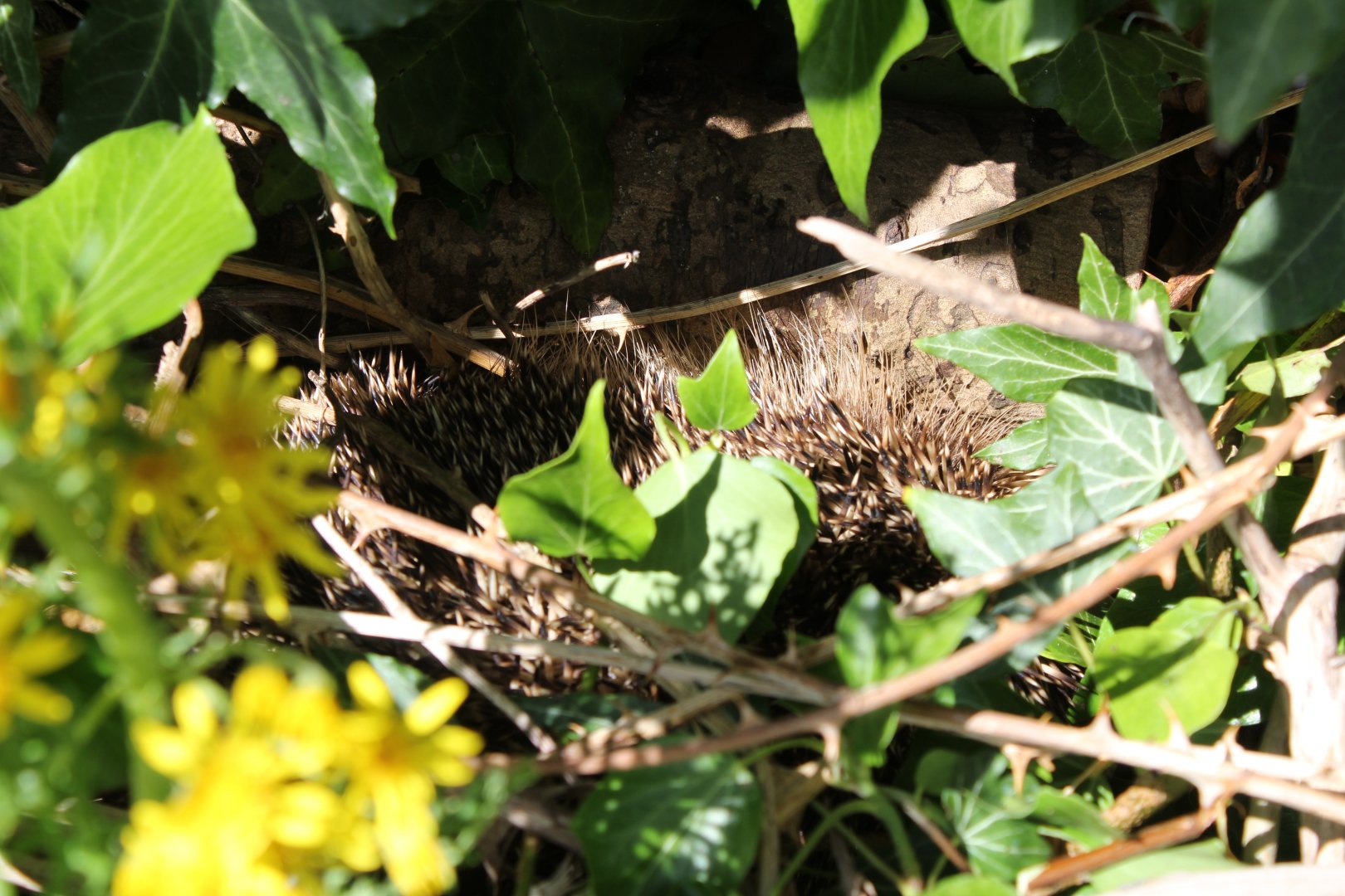 Hedgehog sleeping in my garden last year