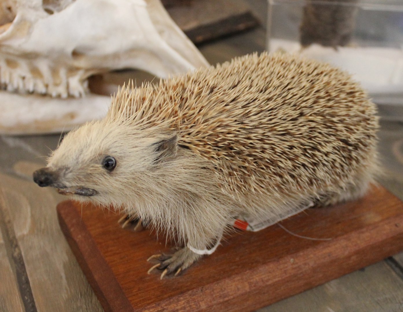 Hedgehog-specimen