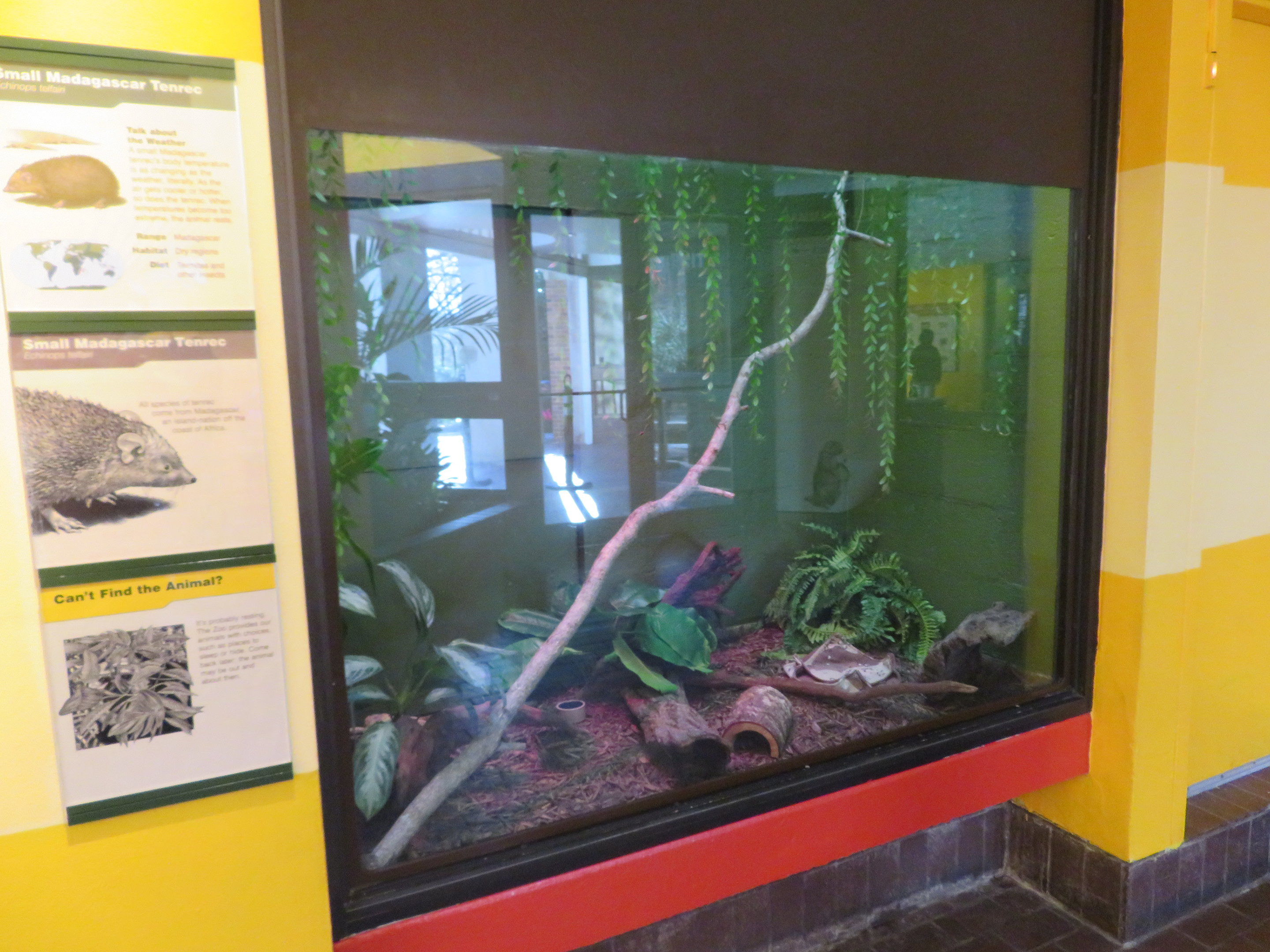 Hedgehog Tenrec Exhibit