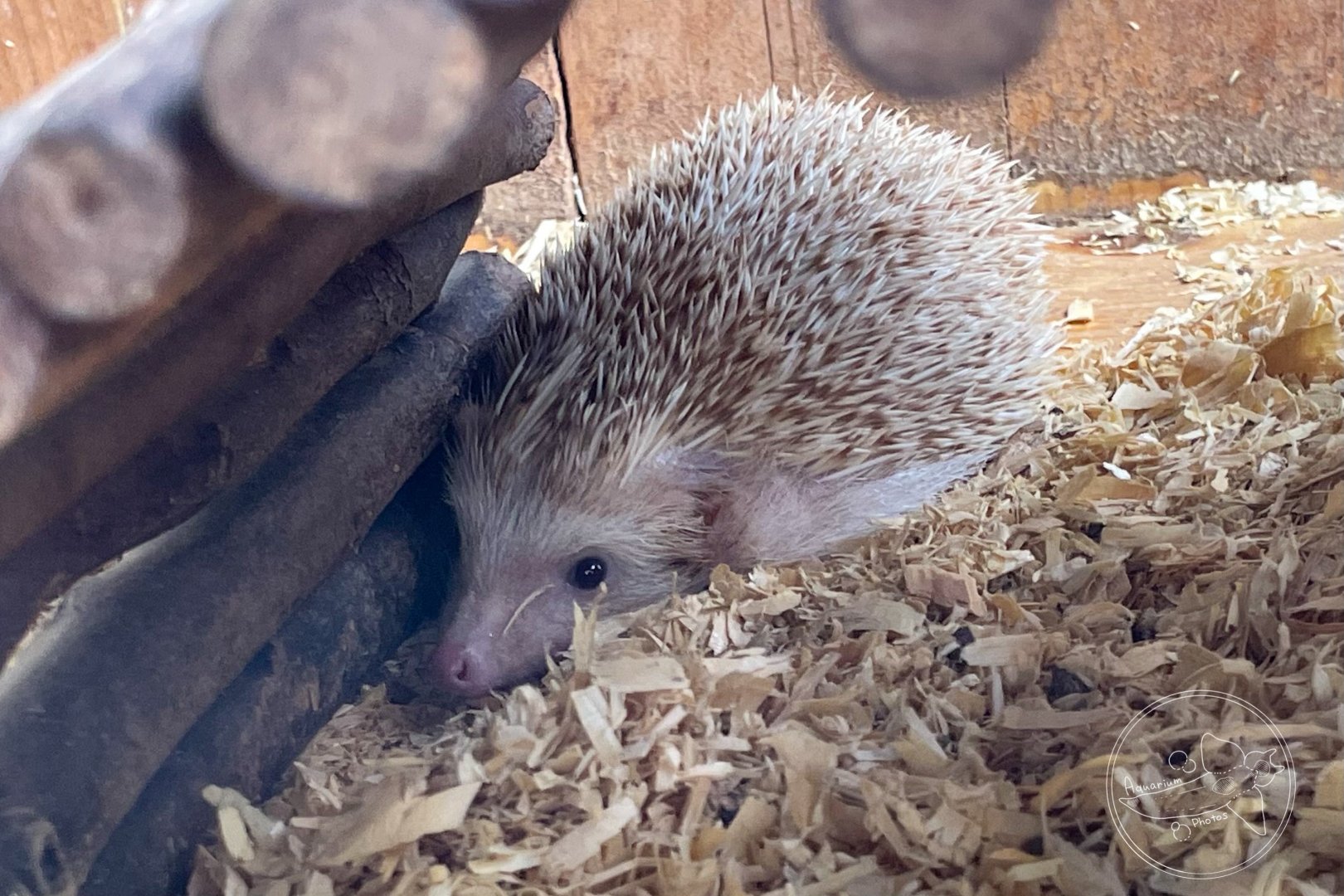 Hedgehog with no detailed sign