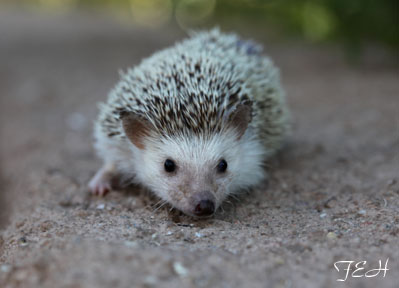 hedgehog