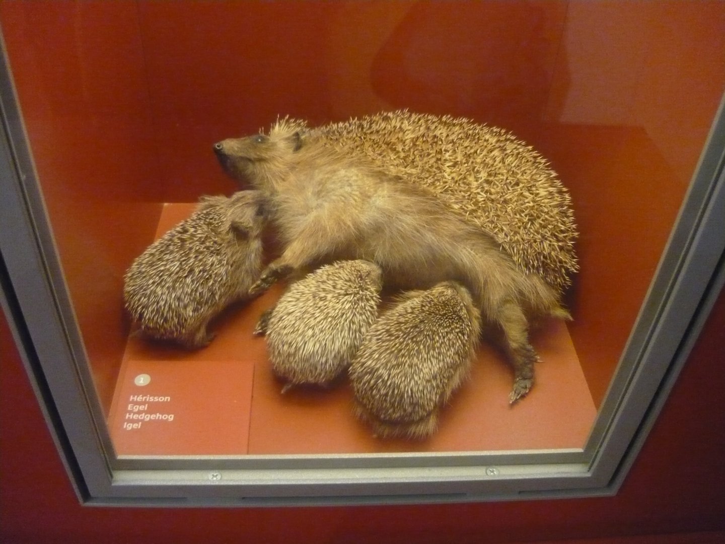 Hedgehogs