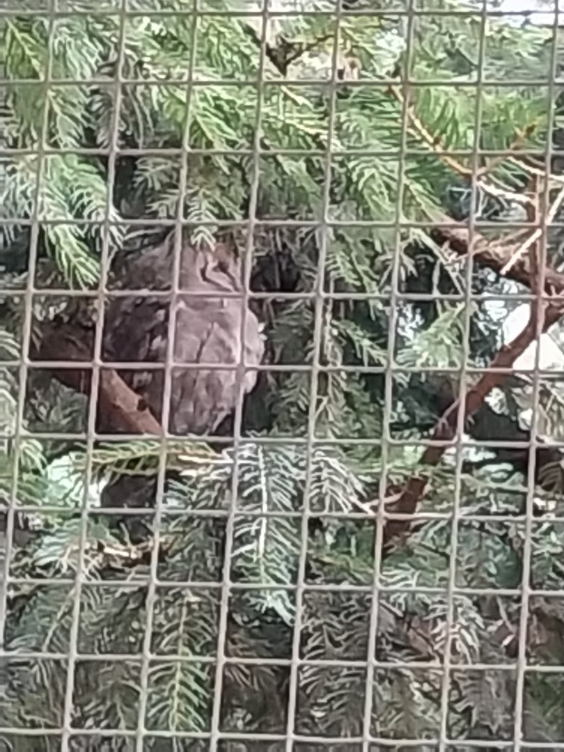 Hedgerow landscape aviary - Eurasian scops owl (Otus scops)