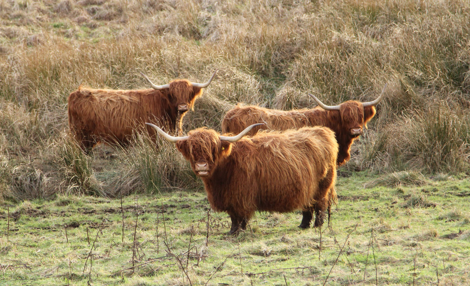 Heeland Coos
