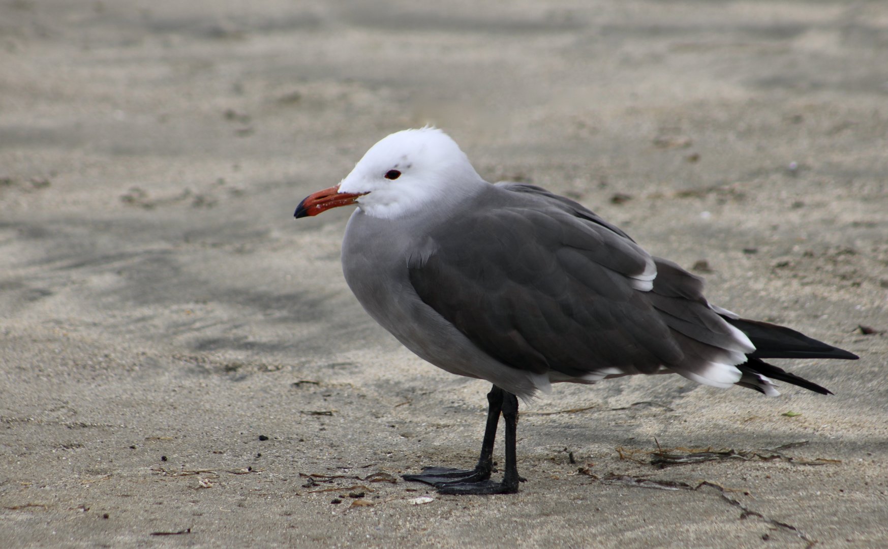 Heermann's Gull (Larus heermanni) breeding plumage - wild