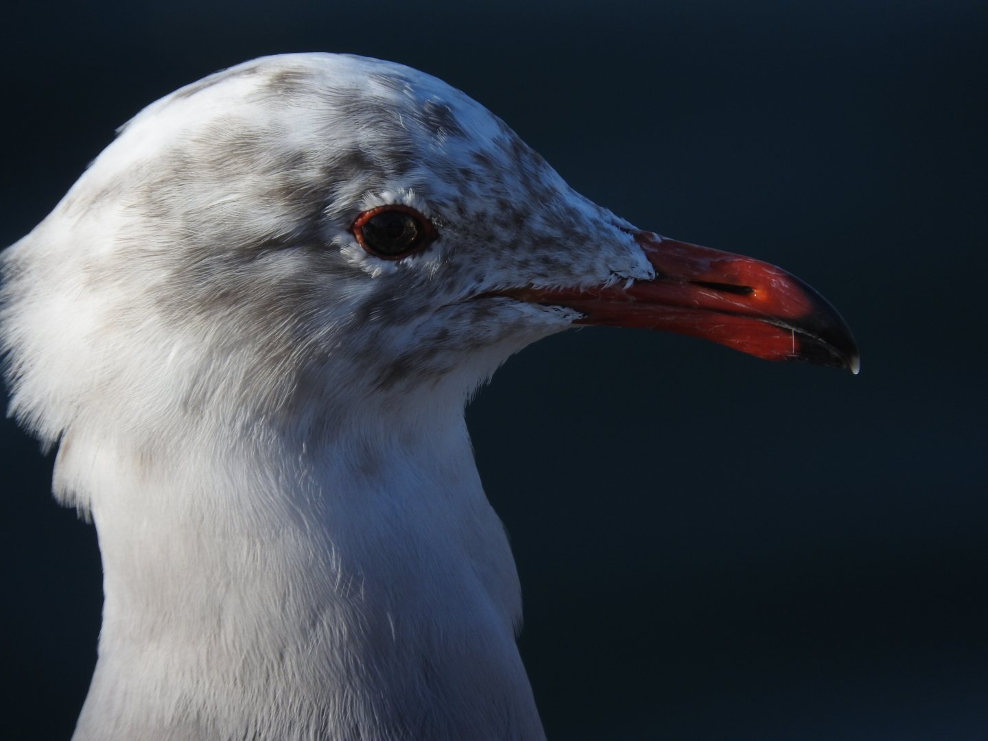Heermann's Gull profile