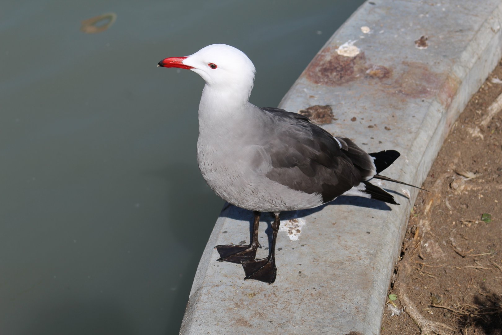 Heermann's Gull