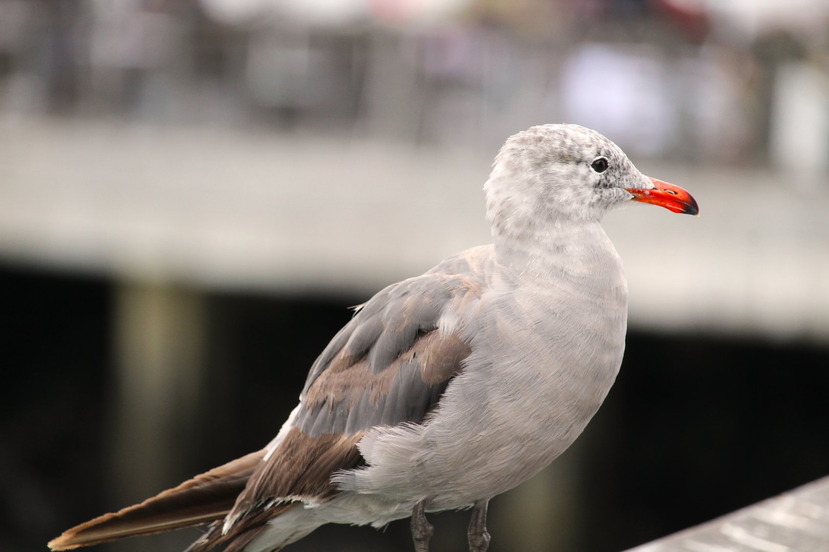 Heermann's Gull