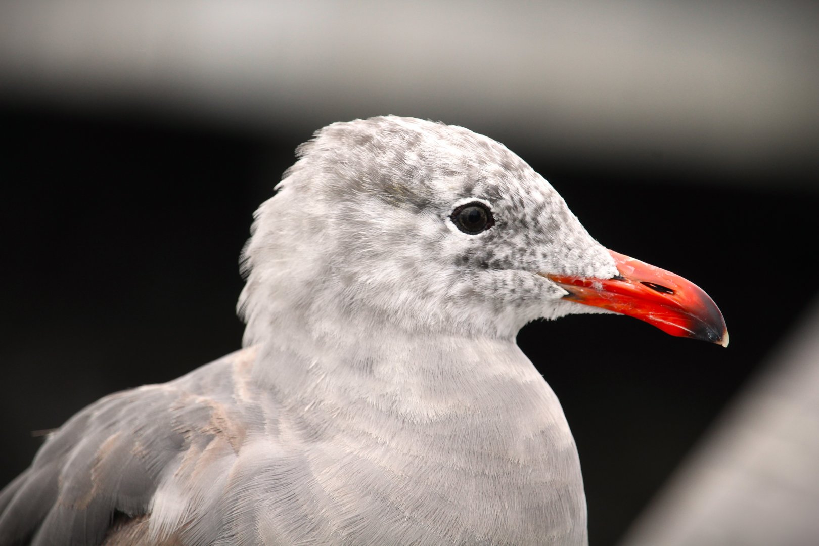 Heermann's Gull
