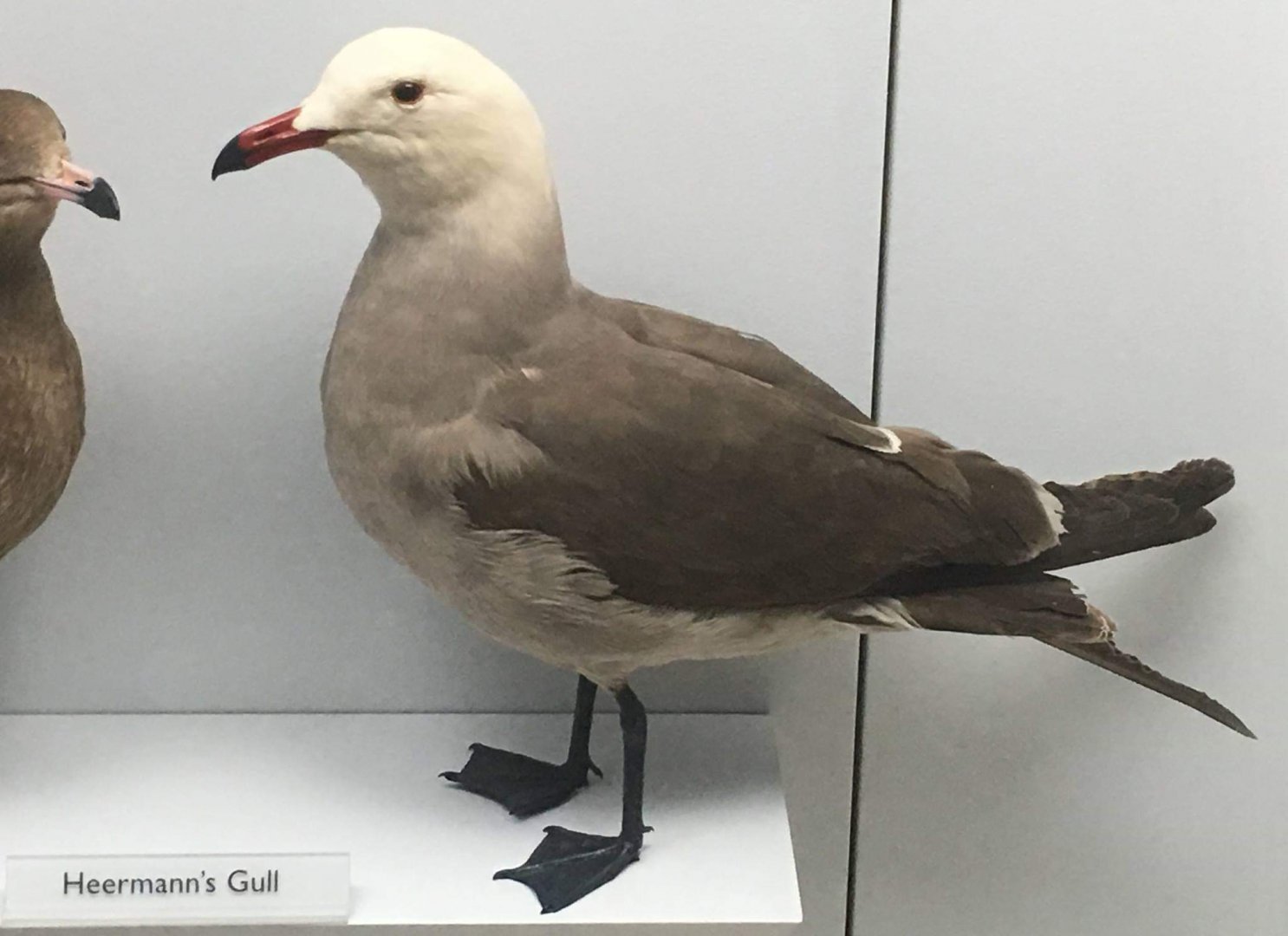 Heerman's full (Larus heermanni)