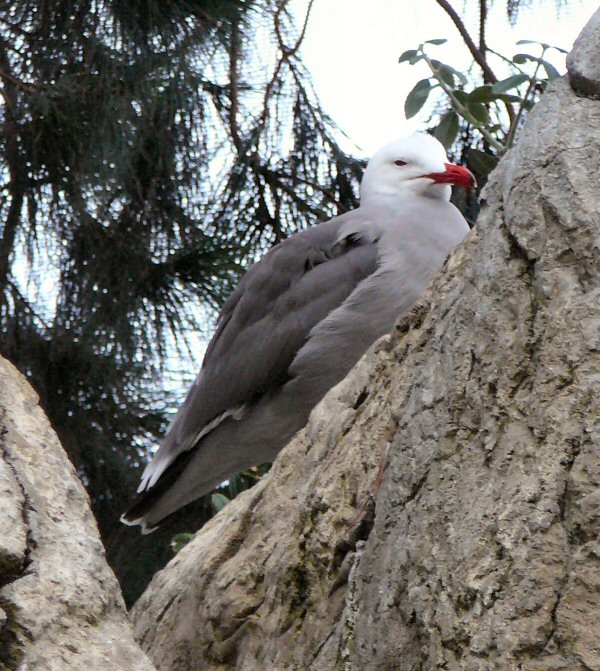 Heerman's gull at Lisbon Oceanario (aquarium)