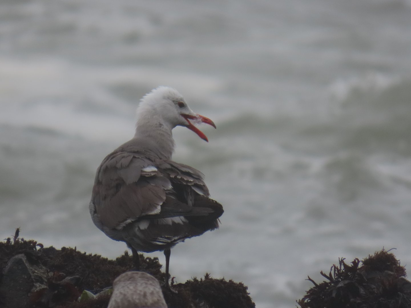 Heerman’s Gull (Larus heermanni)