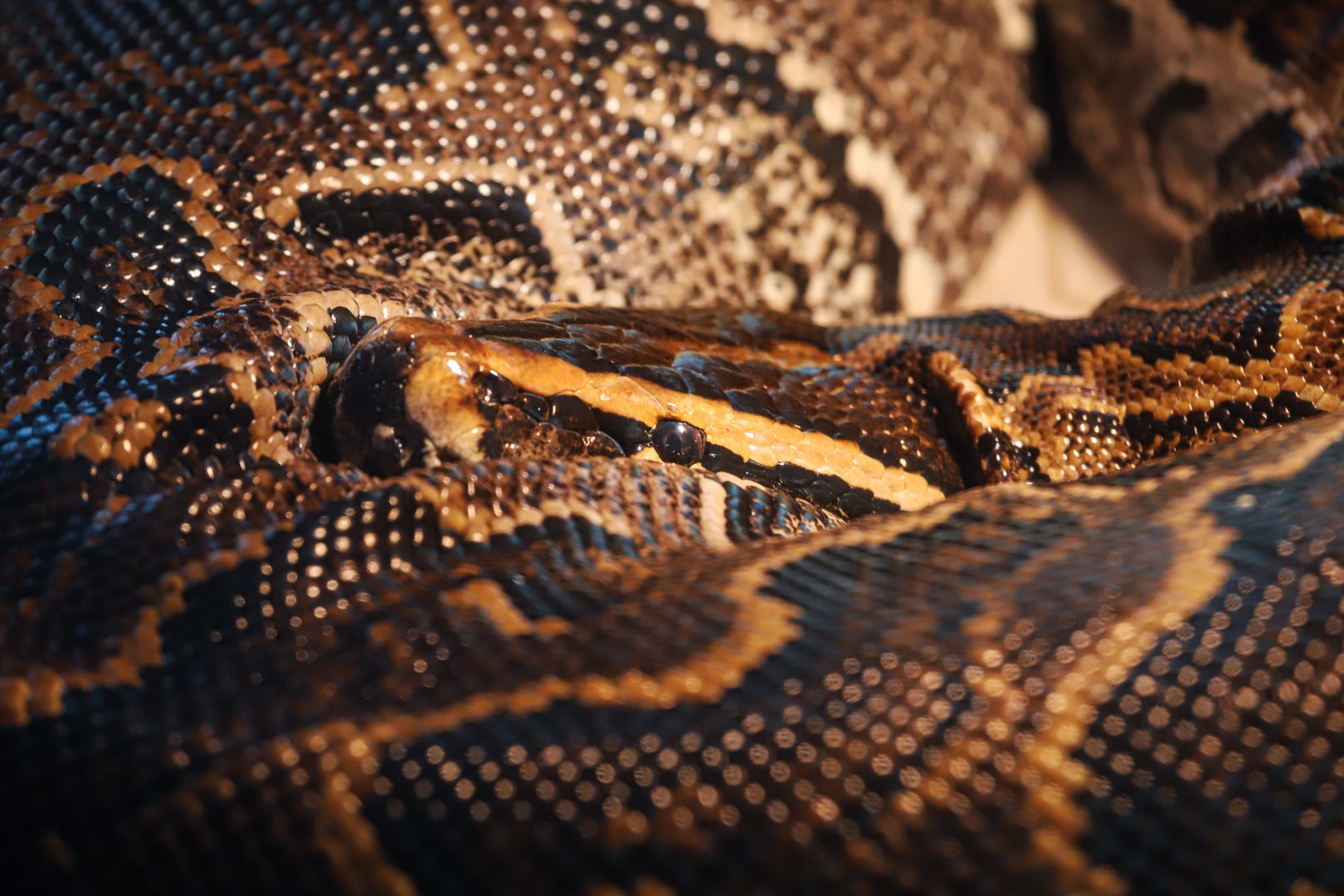 Hefei Wildlife Park - African rock python