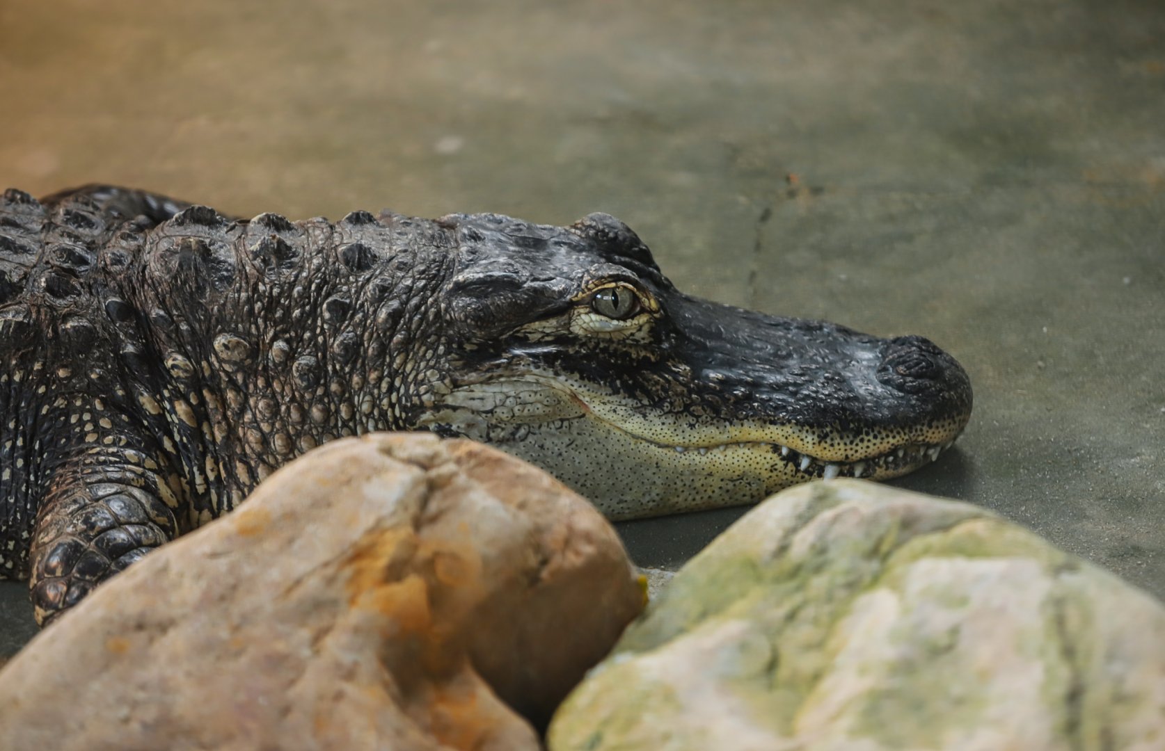 Hefei Wildlife Park - American alligator