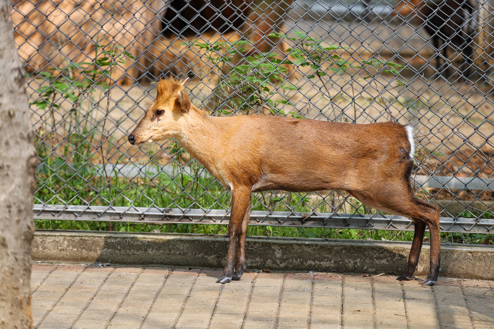 Hefei Wildlife Park - Black muntjac (golden)