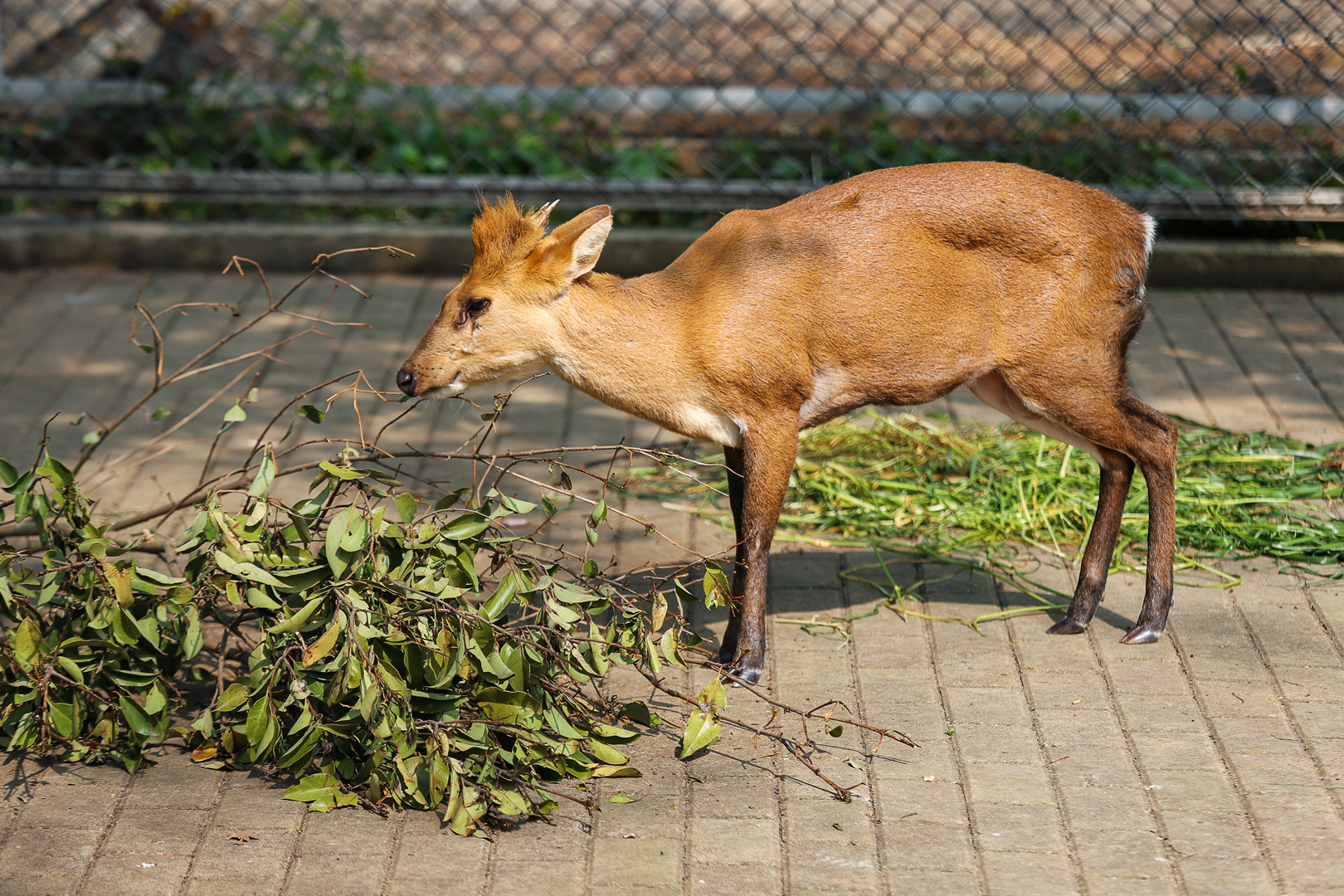 Hefei Wildlife Park - Black muntjac (golden)