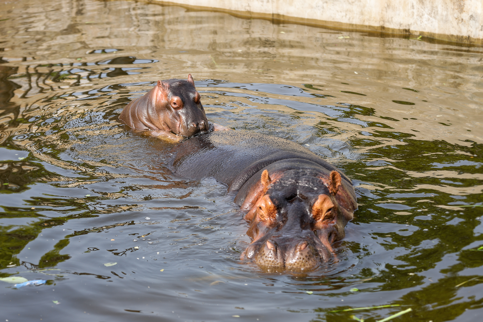 Hefei Wildlife Park - Mother and Child