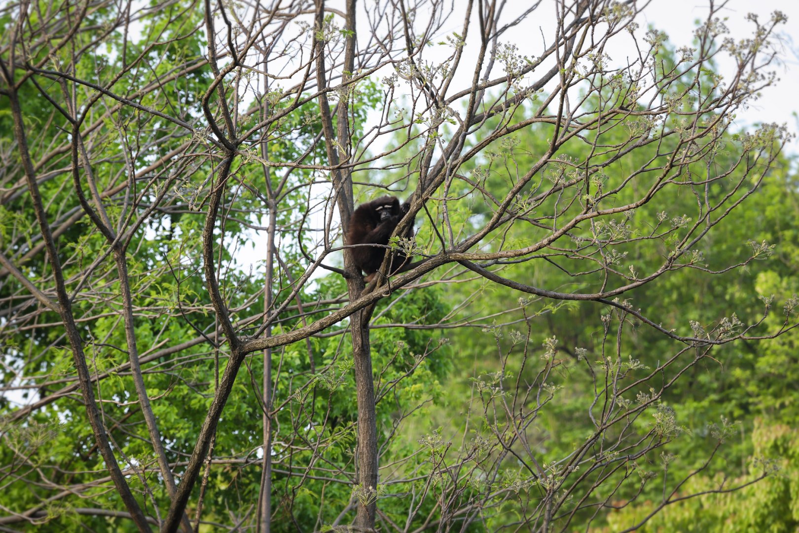 Hefei Wildlife Park - Skywalker hoolock gibbon?