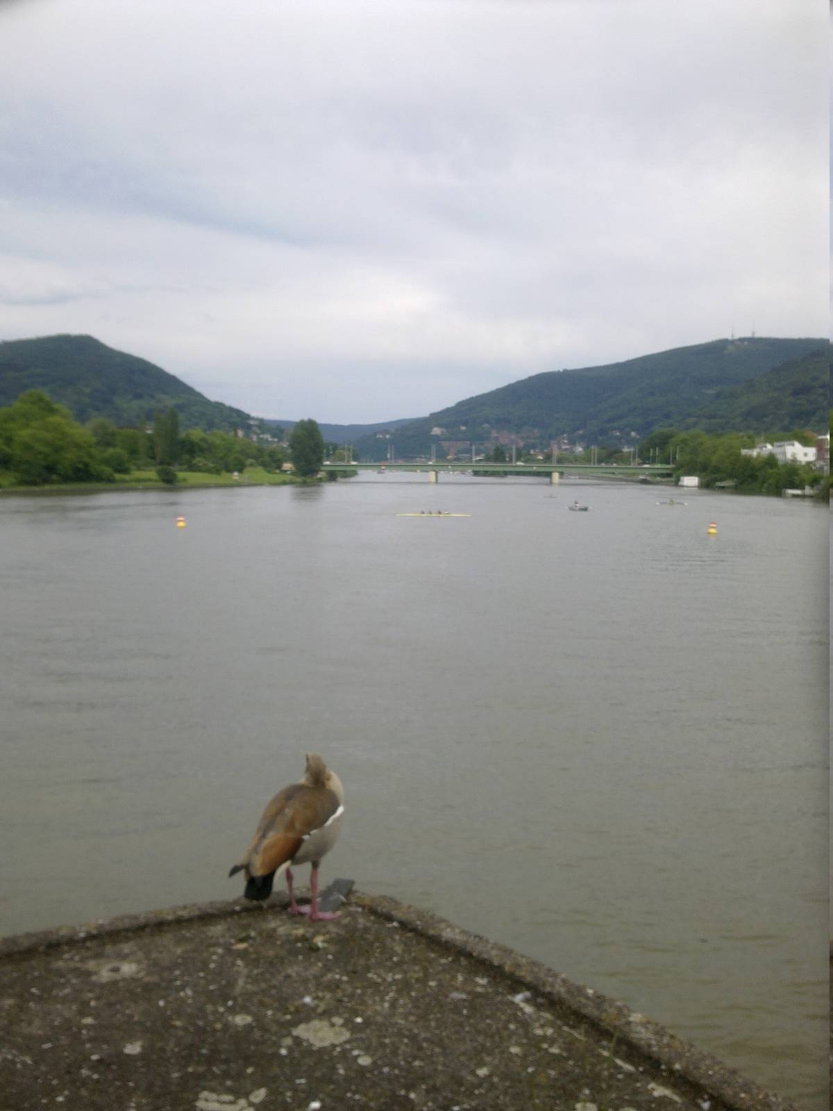 Heidelberg: Nile goose Alopochen aegyptiacus living in the wild