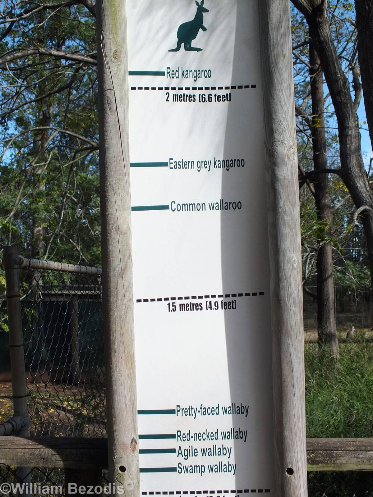 Heights of Different Macropods