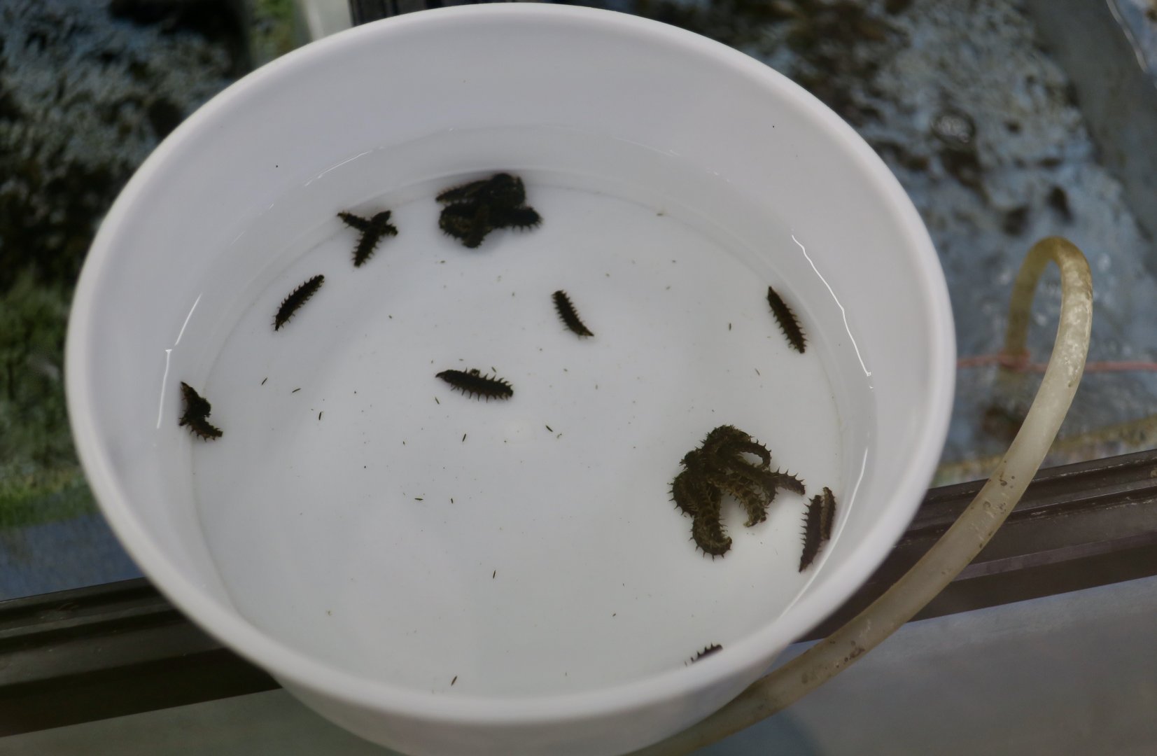 Heike-Botaru Firefly (Aquatica lateralis) larvae