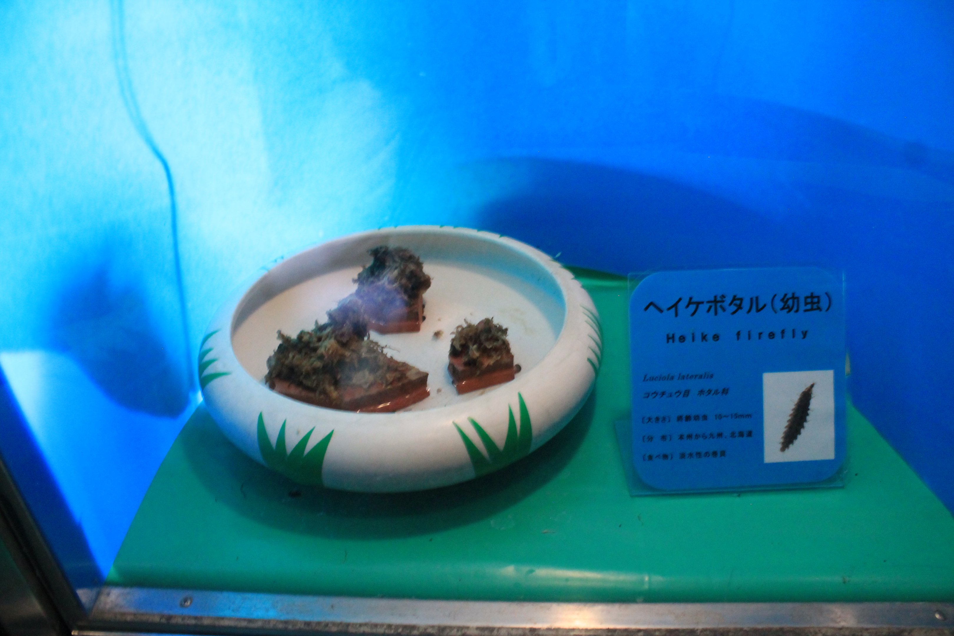 Heike Firefly larvae (Aquatica lateralis) - Insectopia