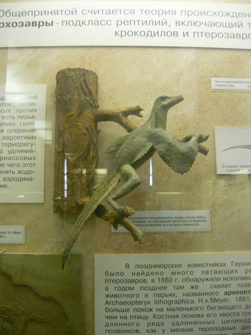 Heilmann's hypothetical "Proavis" model