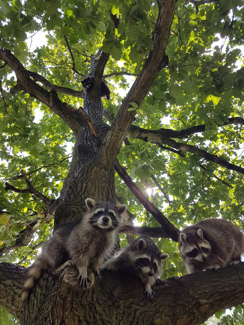 Heimattierpark Greifswald