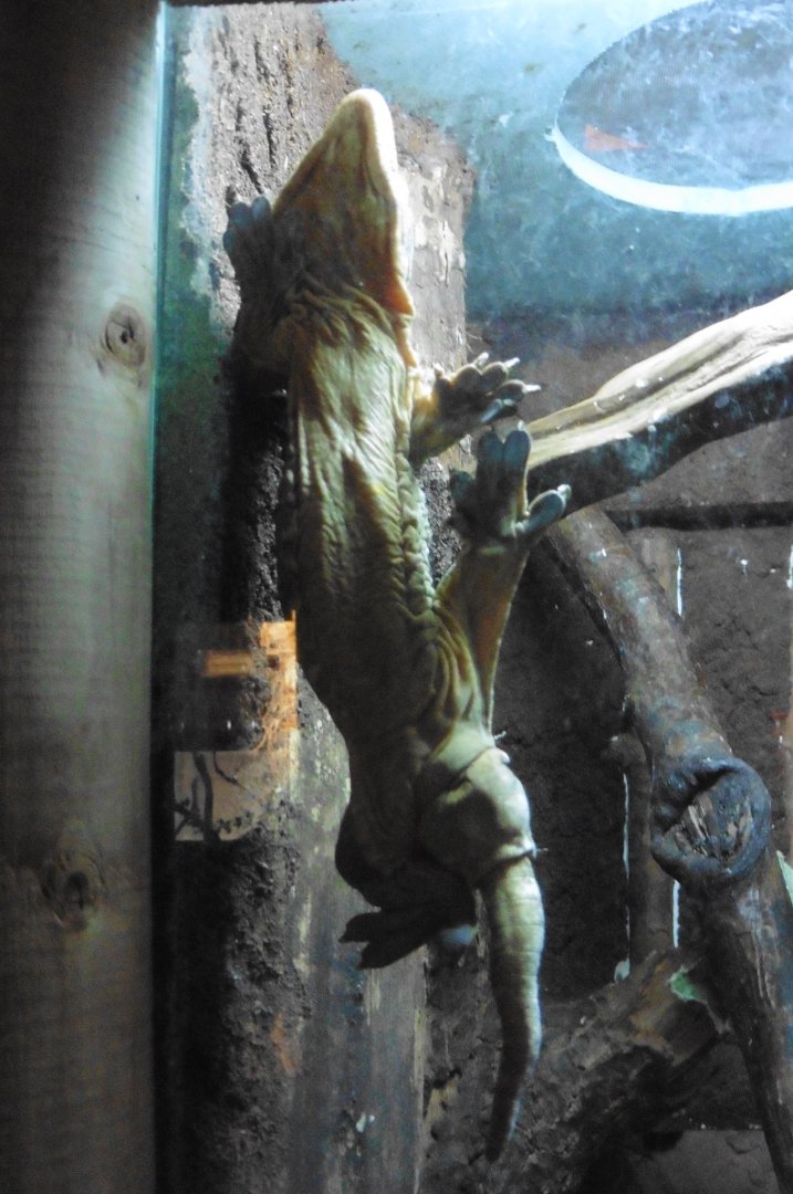 Heinkel's Giant Day Gecko (rhacodastylus leachianus heinkeli)