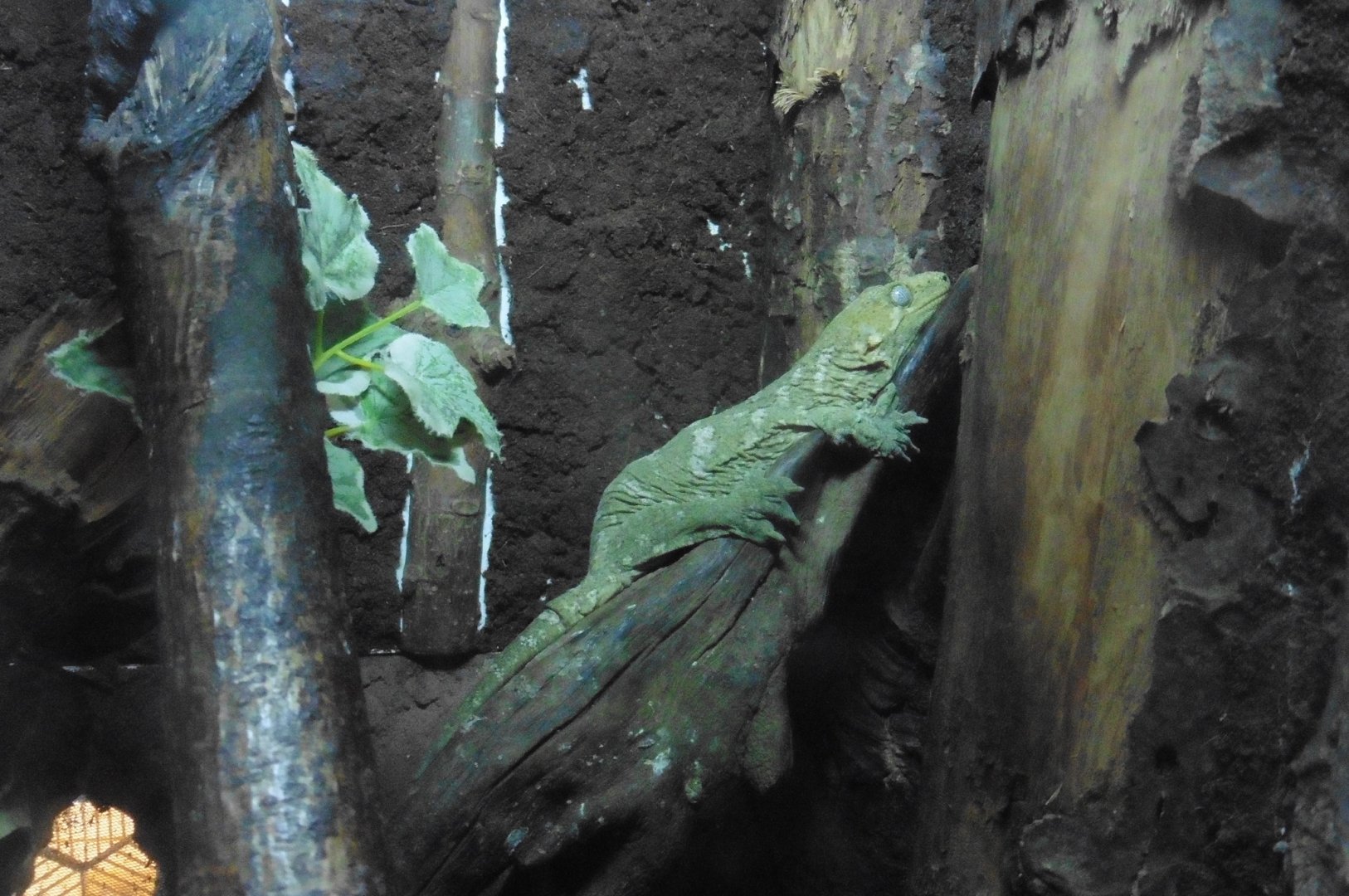 Heinkel's Giant Day Gecko (rhacodastylus leachianus heinkeli)