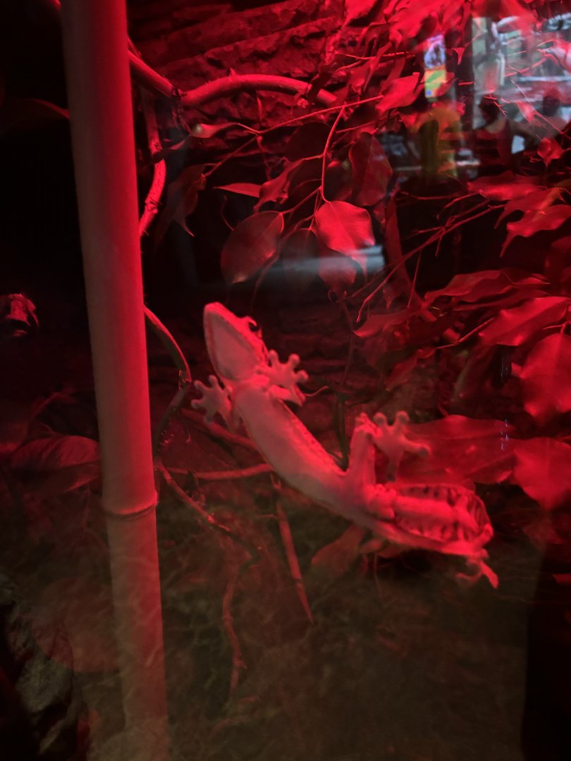 Heinkels Leaf-Tailed Gecko