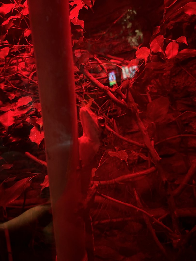 Heinkels Leaf-Tailed Gecko