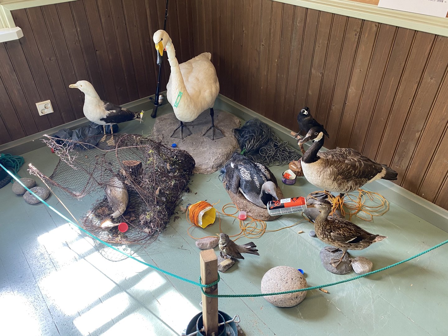 Heinolan lintuhoitola, exhibition room with stuffed animals