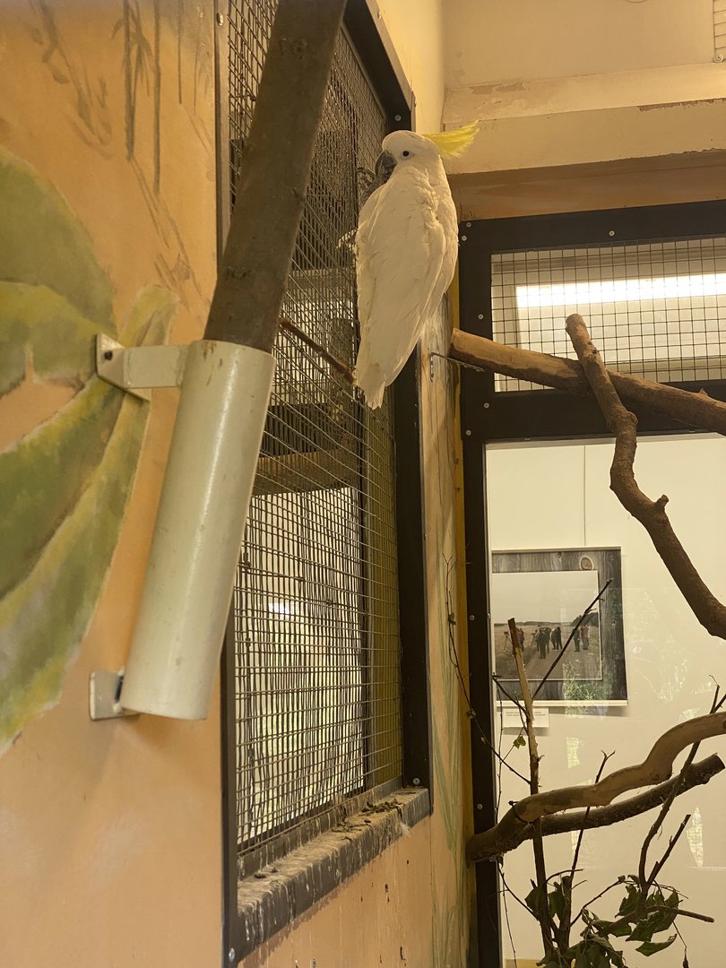 Heinolan lintuhoitola