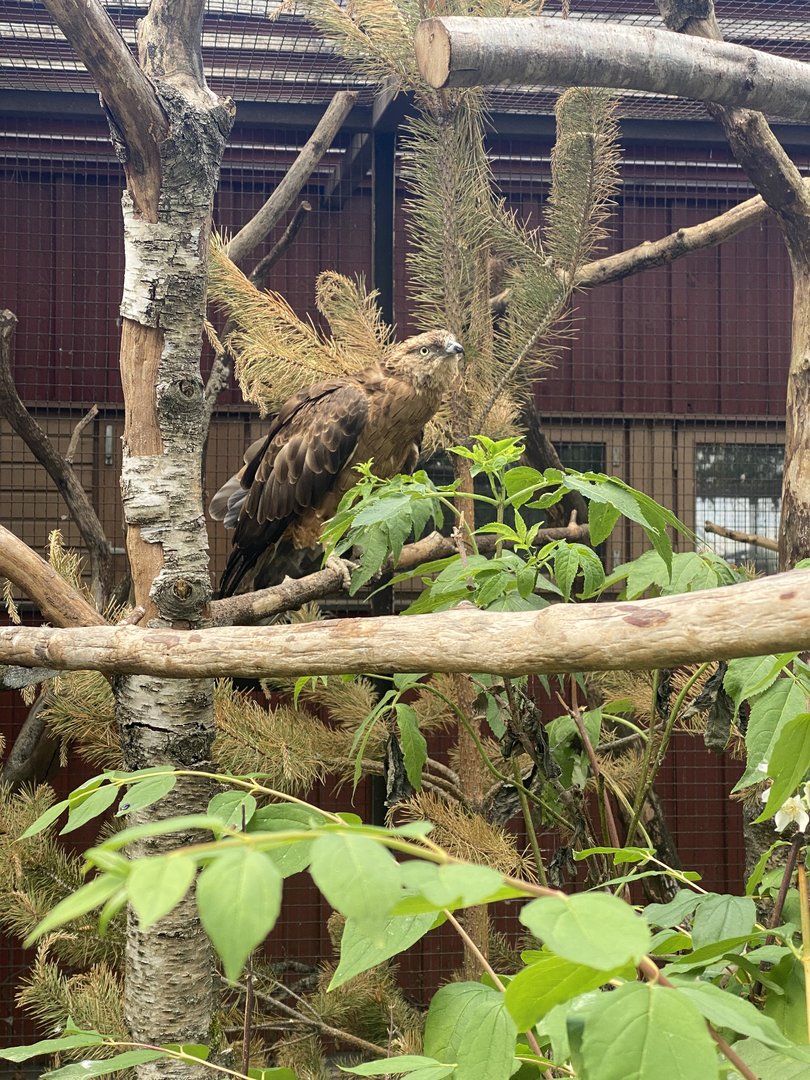 Heinolan lintuhoitola