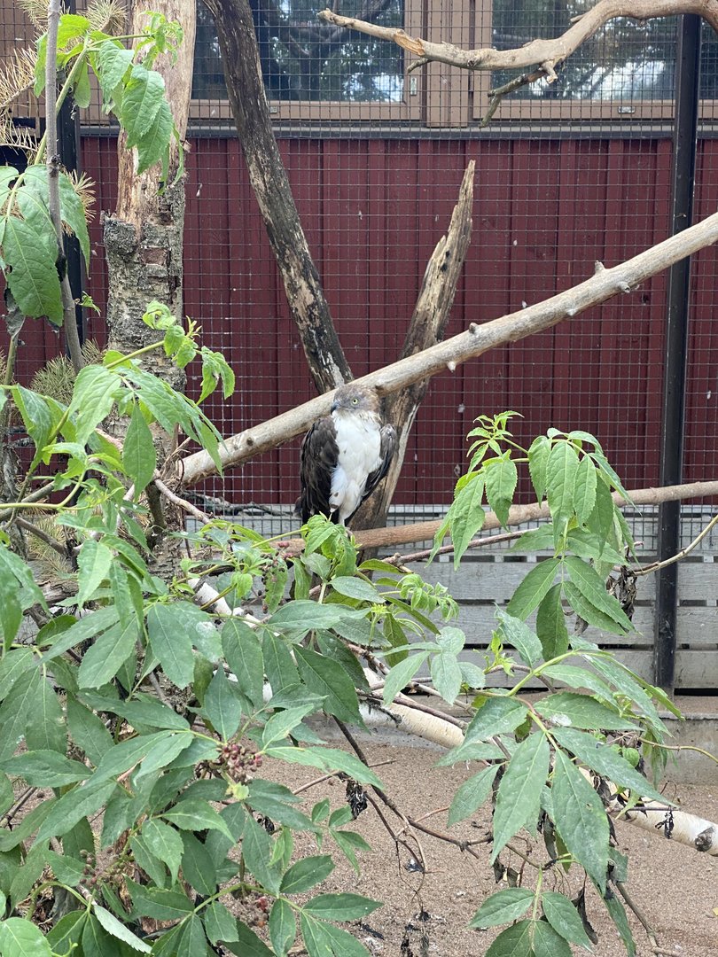 Heinolan lintuhoitola