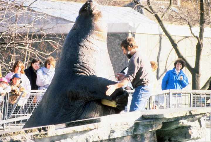 Heinz Scharpf with Elephant Seal - 1980's